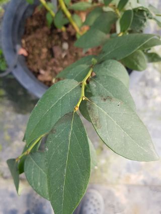 하늘농원님의 블루베리 · 병해충상담 작성글 사진