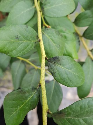 하늘농원님의 블루베리 · 병해충상담 작성글 사진