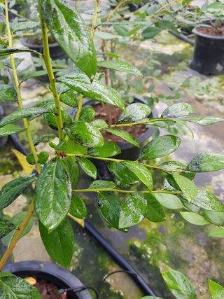 하늘농원님의 블루베리 · 병해충상담 작성글 사진