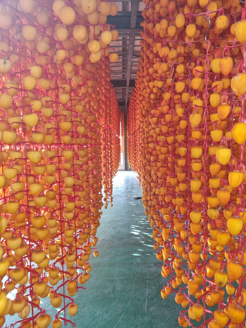 사과와곶감님의 장터 판매 상품 [함양고종시 100개 한접 팝니다] 첨부 사진