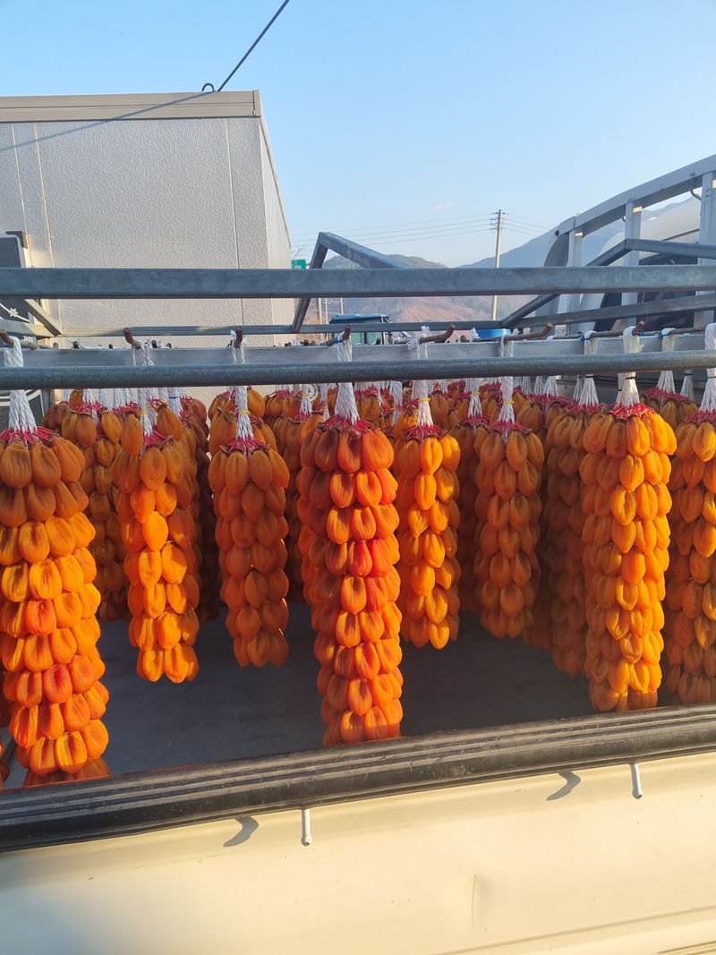 사과와곶감님의 장터 판매 상품 [함양고종시 100개 한접 팝니다] 첨부 사진