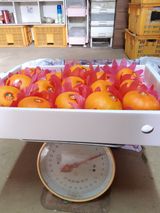 팜모닝 귤·시세•판로 게시글 이미지