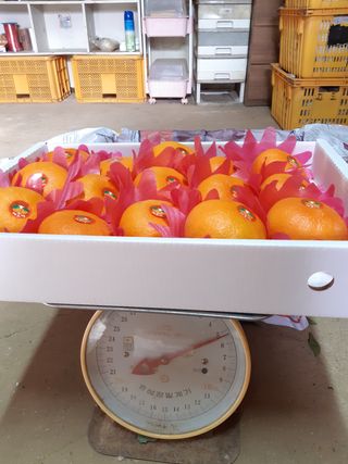 김정숙님의 귤 · 시세•판로 작성글 사진