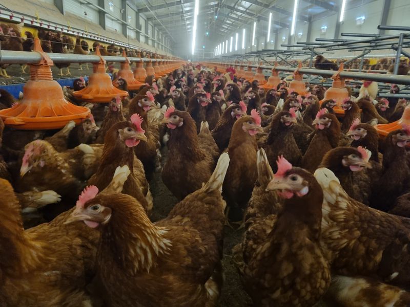 신지우님의 장터 판매 상품 [유정란 40입] 첨부 사진