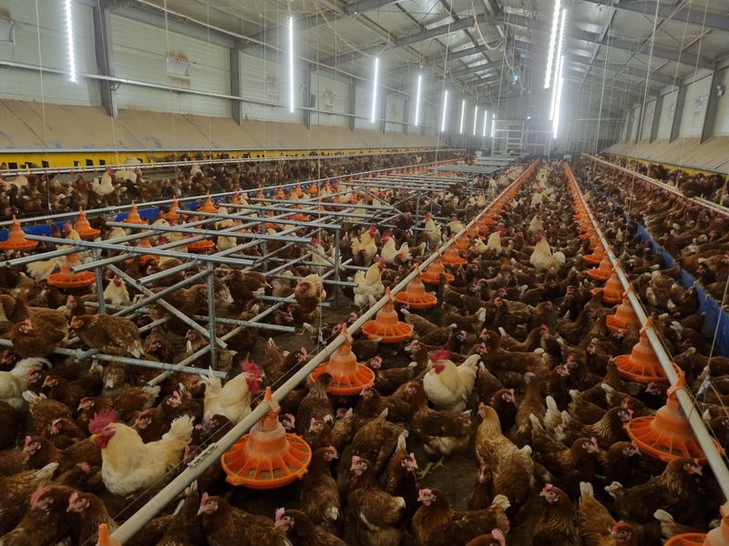 신지우님의 장터 판매 상품 [유정란 40입] 첨부 사진