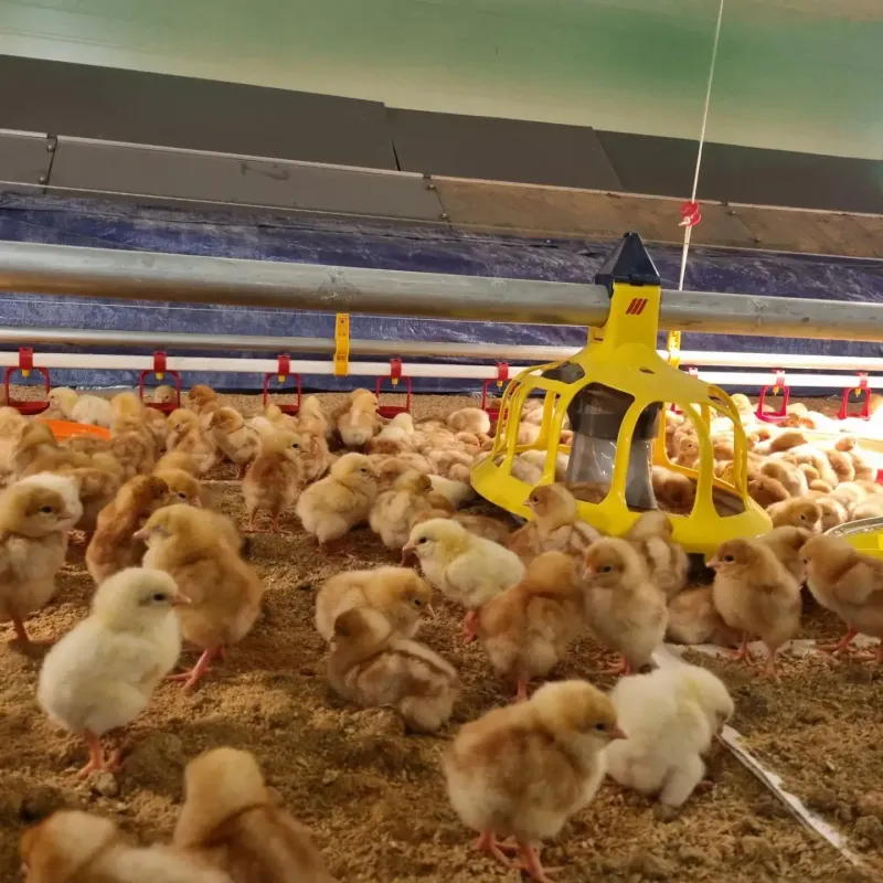 장터 상품 [유정란 40입] 썸네일