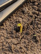 팜모닝 감자·자유게시판 게시글 이미지