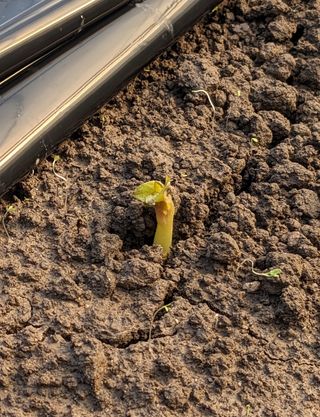 김형진님의 감자 · 자유게시판 작성글 사진