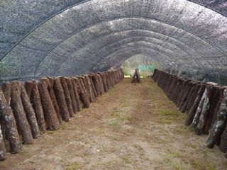 이창원님의 버섯 · 병해충상담 작성글 사진