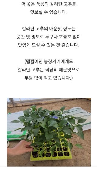 물꼴장성호님의 고추 · 품종•종자 작성글 사진