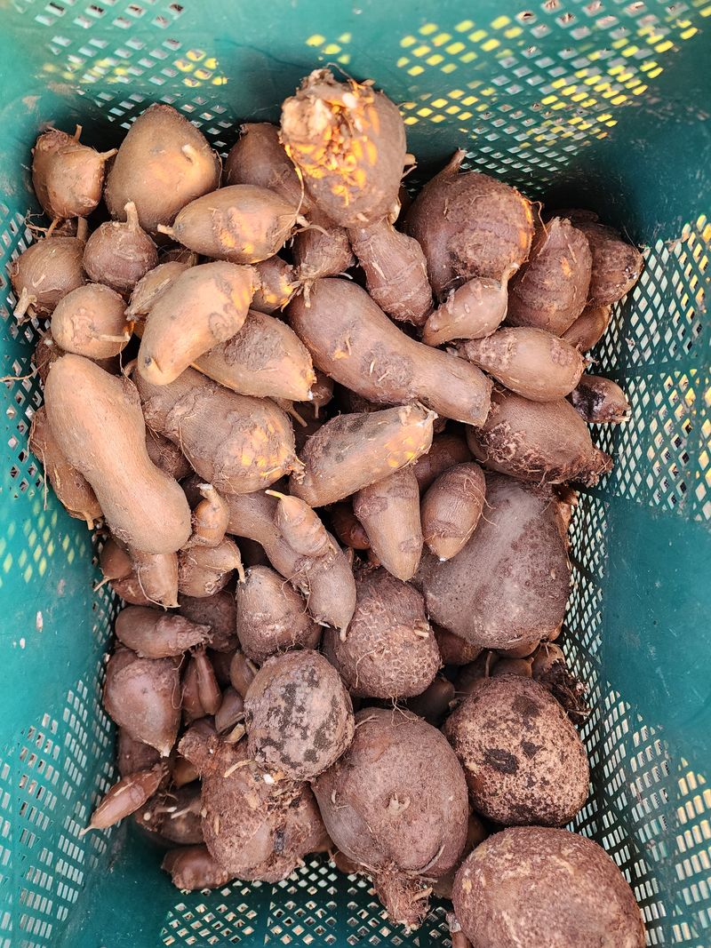 장터 상품 [인디언감자 아피오스 1kg] 썸네일