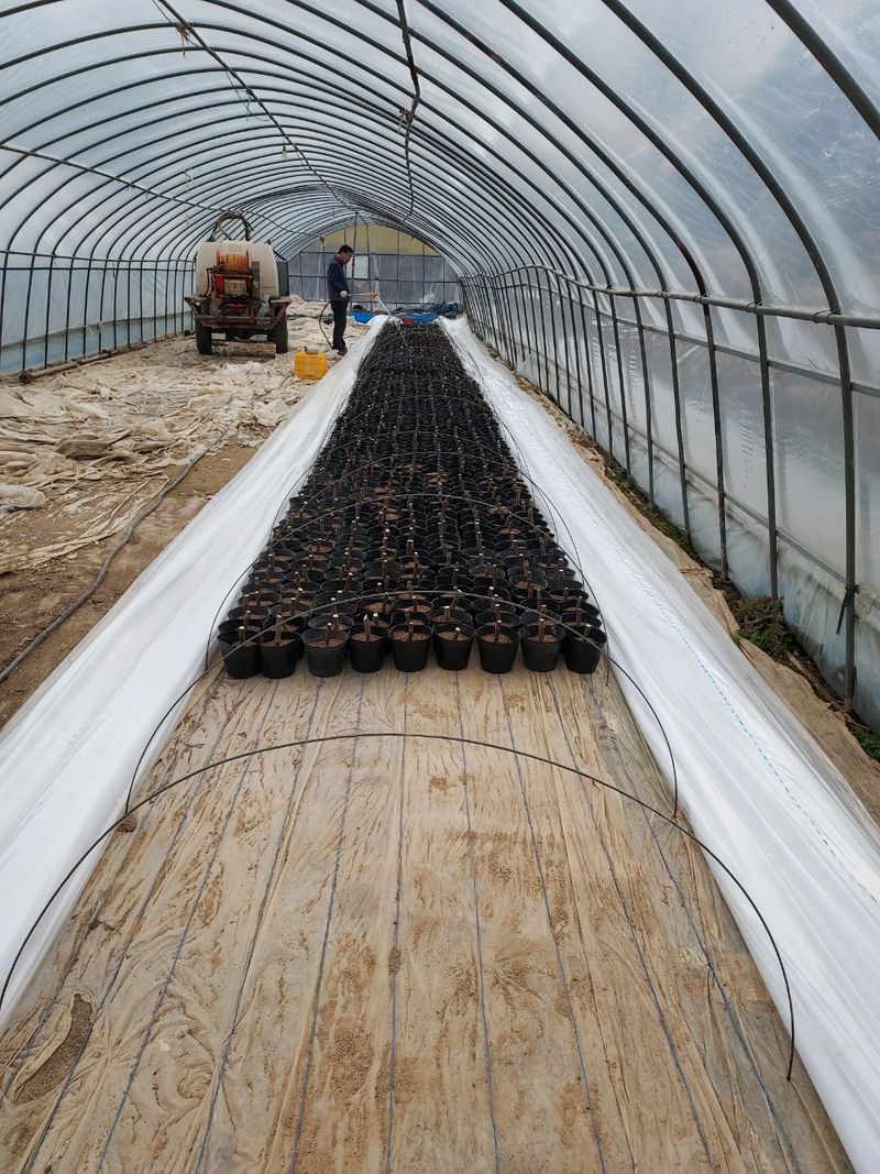 장터 상품 [무화가묘목] 썸네일