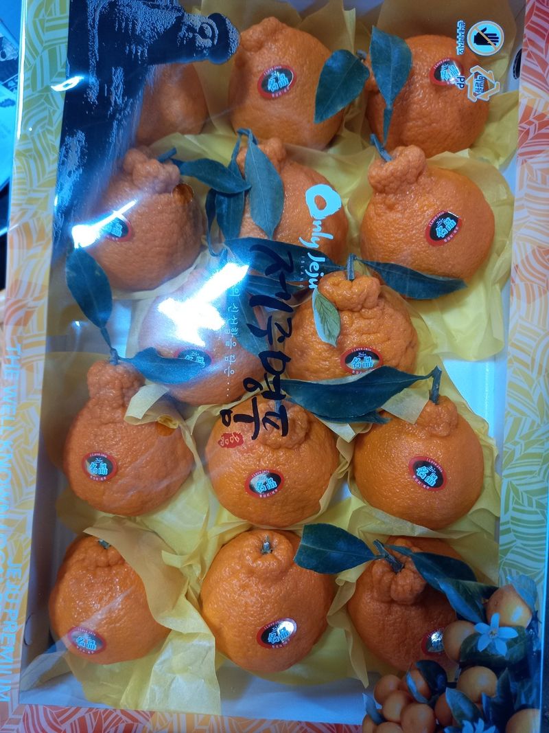 부금리(금강농원)님의 장터 판매 상품 [선물용 한라봉 5키로] 첨부 사진