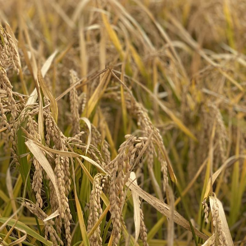 한밭쌀농장님의 장터 판매 상품 [22년산 백미 20kg 10kg판매합니다] 첨부 사진