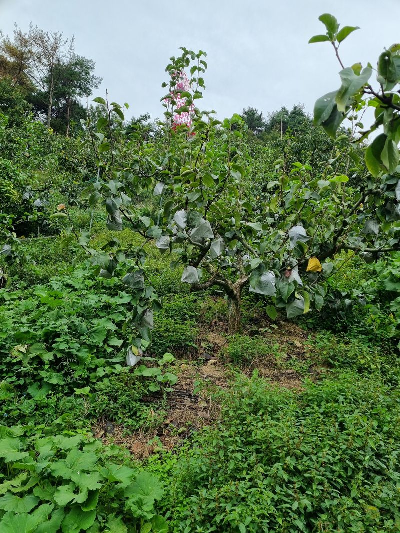 일향 님의 장터 판매 상품 [신고배 7.5kg [판매완료]] 첨부 사진