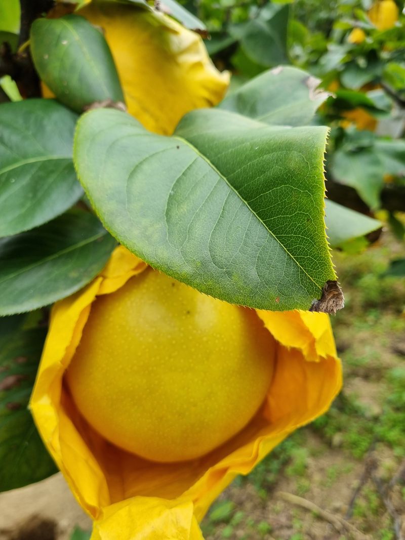 장터 상품 [신고배 7.5kg [판매완료]] 썸네일