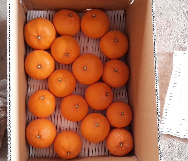 강창민님의 장터 판매 상품 [천혜향  5kg] 첨부 사진