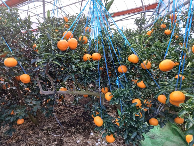 강창민님의 장터 판매 상품 [천혜향  5kg] 첨부 사진