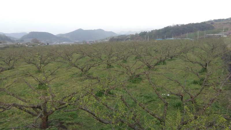정영삼님의 장터 판매 상품 [40년생 매실 조경수 고목판매] 첨부 사진