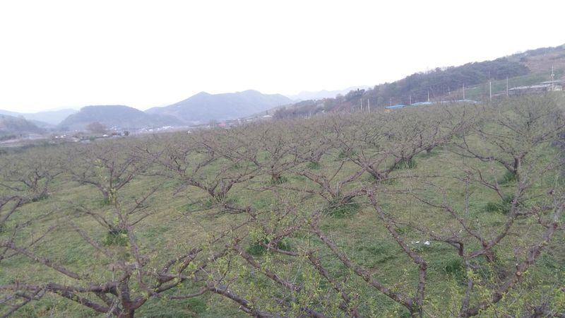정영삼님의 장터 판매 상품 [40년생 매실 조경수 고목판매] 첨부 사진