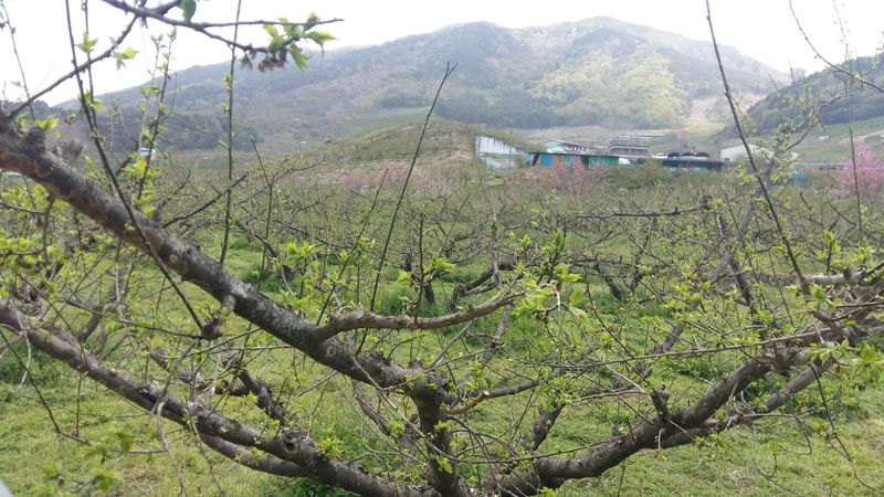 장터 상품 [40년생 매실 조경수 고목판매] 썸네일