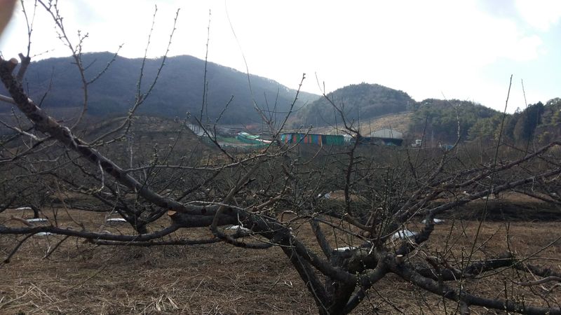 정영삼님의 장터 판매 상품 [40년생 매실 조경수 고목판매] 첨부 사진