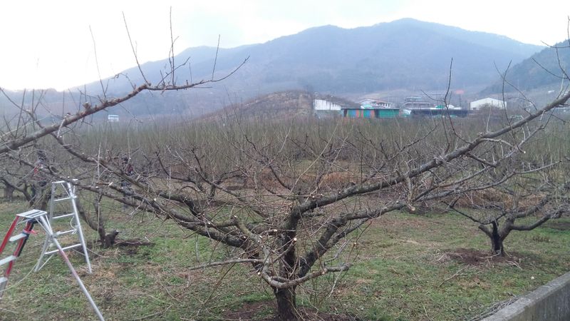 정영삼님의 장터 판매 상품 [40년생 매실 조경수 고목판매] 첨부 사진