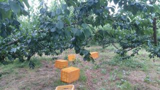 정영삼님의 매실 · 자유게시판 작성글 사진