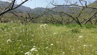 정영삼님의 매실 · 자유게시판 작성글 사진