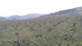 정영삼님의 매실 · 자유게시판 작성글 사진