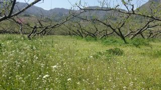 정영삼님의 매실 · 자유게시판 작성글 사진