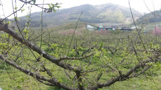 정영삼님의 매실 · 자유게시판 작성글 사진