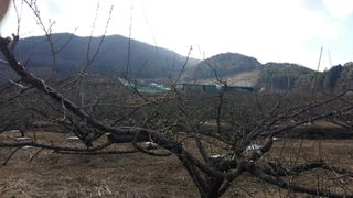 정영삼님의 매실 · 자유게시판 작성글 사진