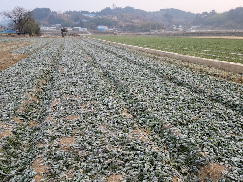 장터 상품 [노지시금치 10kg] 썸네일