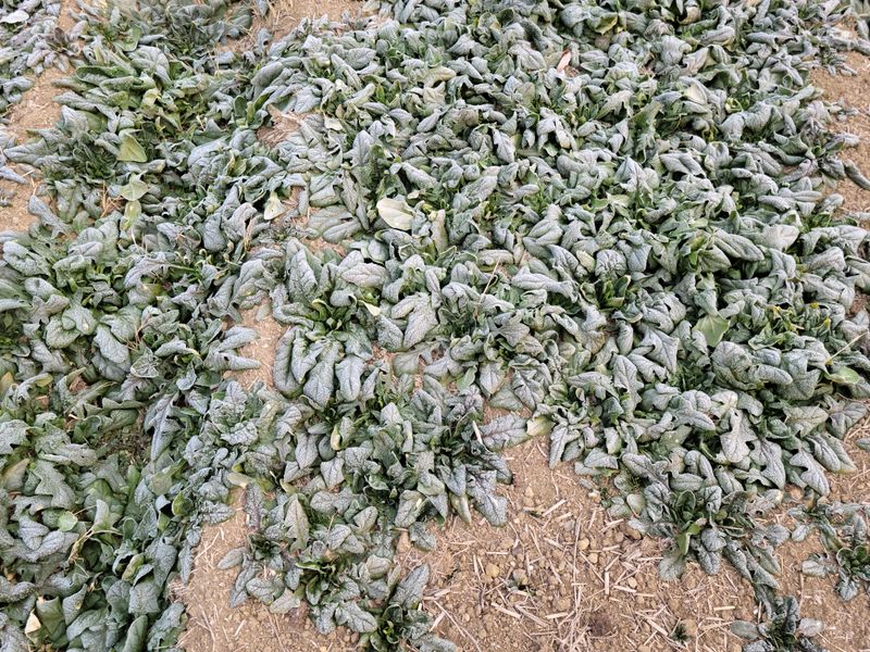 덕산거사님의 장터 판매 상품 [노지시금치 10kg] 첨부 사진