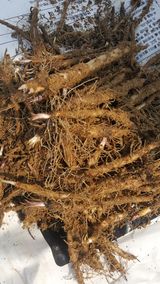 팜모닝 · 게시글 이미지