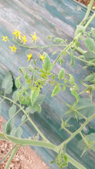 호윤농장 님의 토마토 · 병해충상담 작성글 사진