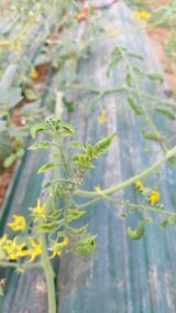 팜모닝 토마토·병해충상담 게시글 이미지