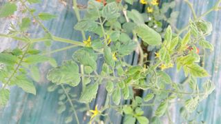 호윤농장 님의 토마토 · 병해충상담 작성글 사진