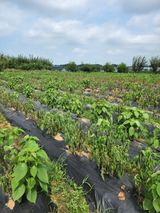팜모닝 들깨·병해충상담 게시글 이미지
