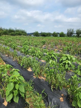 조정구님의 들깨 · 병해충상담 작성글 사진