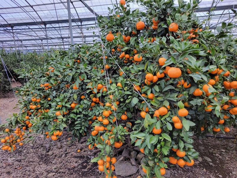 강경한님의 장터 판매 상품 [제주친환경유기농인증귤판매해요(비가림하우스귤)] 첨부 사진