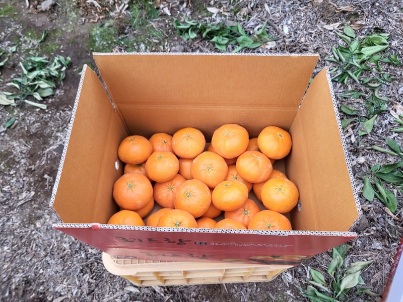 김영아님의 장터 판매 상품 [하우스레드향10kg벌크, 레드향5kg벌크,레드향5kg선물용] 첨부 사진