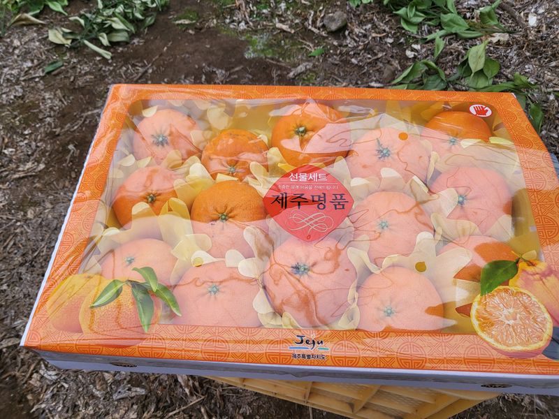 김영아님의 장터 판매 상품 [하우스레드향10kg벌크, 레드향5kg벌크,레드향5kg선물용] 첨부 사진