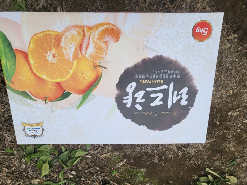 김영아님의 장터 판매 상품 [하우스레드향10kg벌크, 레드향5kg벌크,레드향5kg선물용] 첨부 사진