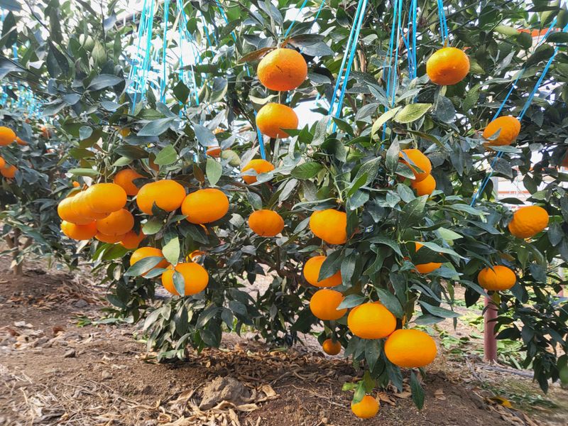 김영아님의 장터 판매 상품 [하우스레드향10kg벌크, 레드향5kg벌크,레드향5kg선물용] 첨부 사진