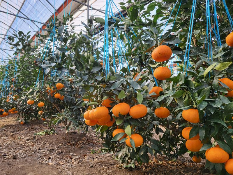 김영아님의 장터 판매 상품 [하우스레드향10kg벌크, 레드향5kg벌크,레드향5kg선물용] 첨부 사진