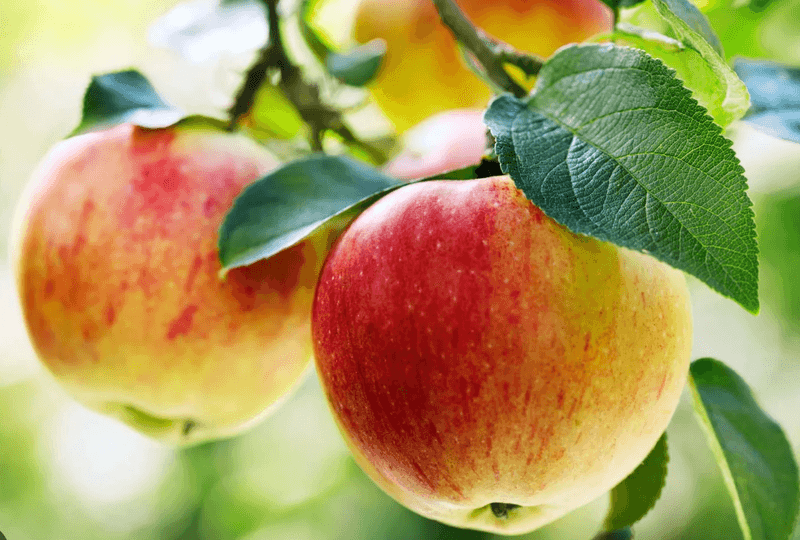 장터 상품 [사과] 썸네일