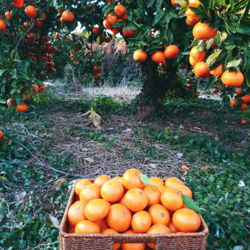 대정골귤꽃농원님의 장터 판매 상품 [신년맞이 할인 노지귤 10키로] 첨부 사진