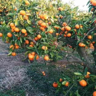 대정골귤꽃농원님의 작성글 사진